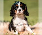 Puppy Chewy AKC Cavalier King Charles Spaniel
