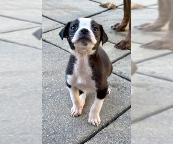 Medium Photo #2 Chihuahua-Unknown Mix Puppy For Sale in Plainfield, IL, USA