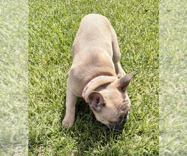 Medium Photo #22 French Bulldog Puppy For Sale in CANYON, TX, USA