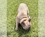 Small #4 French Bulldog