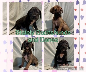 Great Dane Puppy for sale in KANSAS CITY, MO, USA