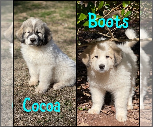 Medium Photo #1 Great Pyrenees Puppy For Sale in BLAIRSVILLE, GA, USA