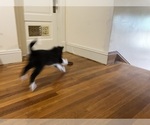 Small #7 Border Collie