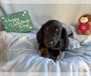 Dachshund Puppy for sale in CENTER HILL, FL, USA
