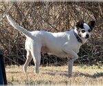 Small #1 Jack-Rat Terrier