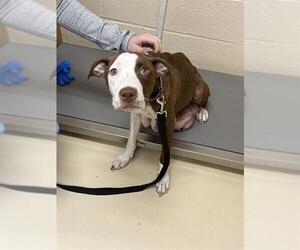 American Pit Bull Terrier-Unknown Mix Dogs for adoption in Center Township, PA, USA