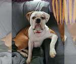 Small Photo #1 Olde English Bulldogge Puppy For Sale in HAMILTON, IL, USA
