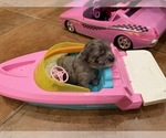 Matisse - Female Maltipoo (Toy) Puppy for Sale - Photo #2