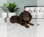 Small #1 Dachshund
