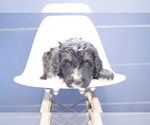 Small Photo #9 Bernedoodle Puppy For Sale in GREAT FALLS, MT, USA