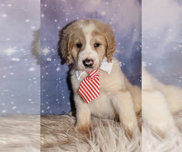 Medium Photo #4 Goldendoodle Puppy For Sale in KISSIMMEE, FL, USA