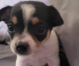 Chihuahua Puppy for sale in YUKON, OK, USA