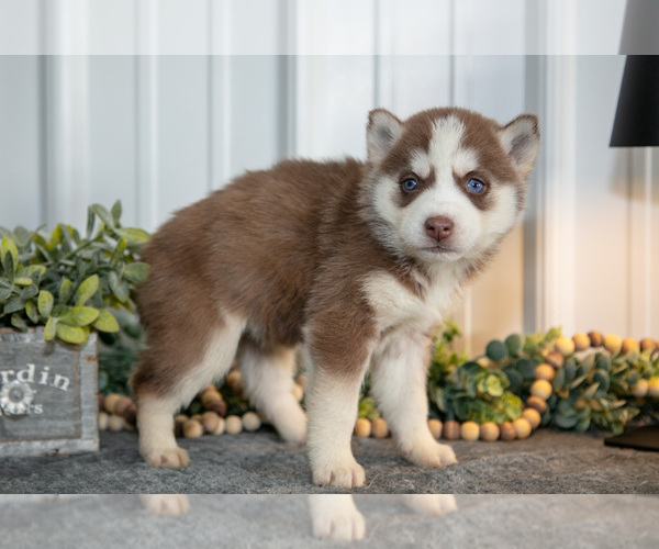 Medium Photo #7 Siberian Husky Puppy For Sale in SHREVE, OH, USA