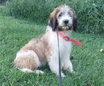 Small Photo #5 Saint Berdoodle Puppy For Sale in LEWISBURG, KY, USA