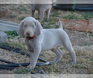 Weimaraner Puppy for sale in AMORITA, OK, USA