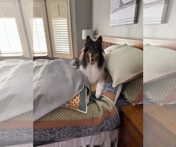 Medium Photo #4 Collie Puppy For Sale in Pueblo West, CO, USA