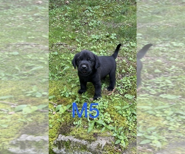 Medium Photo #13 Labrador Retriever Puppy For Sale in INEZ, KY, USA