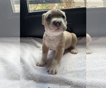 Small Photo #8 American Bully Puppy For Sale in SOMERSET, KY, USA