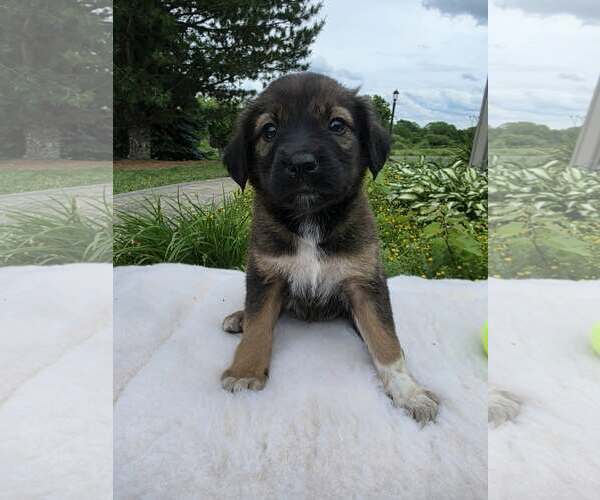 Medium Photo #1 Golden Shepherd Puppy For Sale in SHERBURNE, NY, USA
