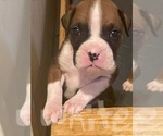 Small #2 Boxer