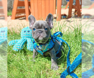 Medium French Bulldog