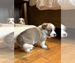 Small #16 Pembroke Welsh Corgi