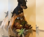 Small Photo #35 Miniature Pinscher Puppy For Sale in BULGER, PA, USA