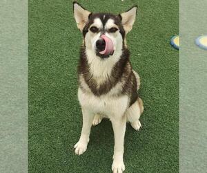 Huskies -Unknown Mix Dogs for adoption in Rockwall, TX, USA