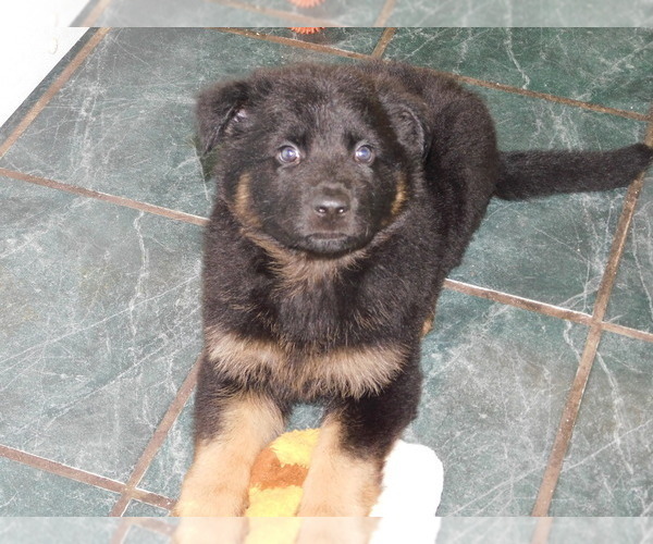 Medium Photo #4 German Shepherd Dog Puppy For Sale in HAMMOND, IN, USA