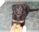 Small #3 German Shepherd Dog
