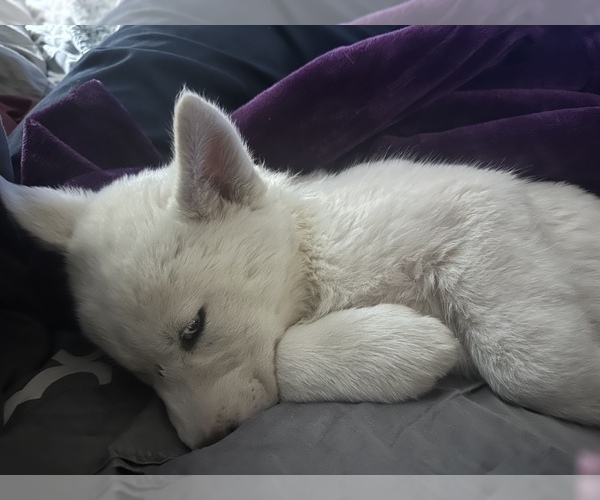 Medium Photo #3 Siberian Husky Puppy For Sale in ARLINGTON, TX, USA