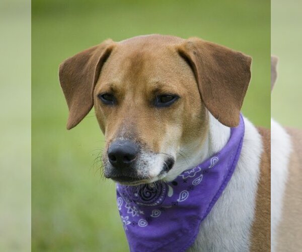 Medium Photo #8 Beagle-Unknown Mix Puppy For Sale in Sanford, FL, USA