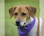 Small Photo #8 Beagle-Unknown Mix Puppy For Sale in Sanford, FL, USA