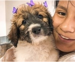 Small Photo #1 Pyredoodle Puppy For Sale in ANZA, CA, USA