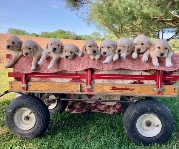 Medium Photo #1 Golden Retriever Puppy For Sale in LANCASTER, PA, USA