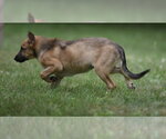 Small #1 German Shepherd Dog-Retriever  Mix