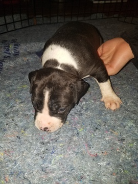 Medium Photo #30 American Pit Bull Terrier Puppy For Sale in GRIFFIN, GA, USA