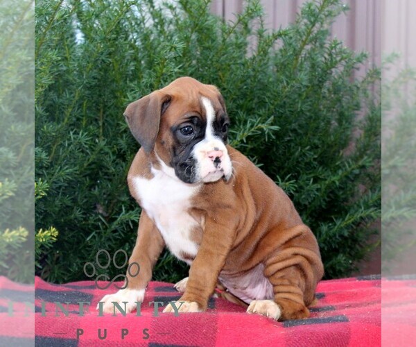 Medium Photo #2 Boxer Puppy For Sale in QUARRYVILLE, PA, USA