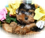 Small Photo #1 Yorkshire Terrier Puppy For Sale in HAMMOND, IN, USA