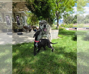 Mazzy - Female Labrador Retriever-Unknown Mix Dog for Adoption - Photo #2