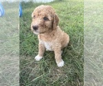 Puppy Butterscotch Irish Doodle
