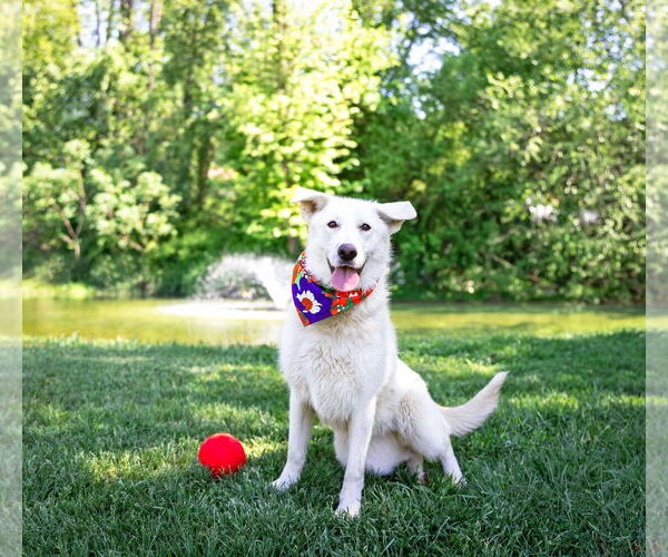 Medium Photo #1 Labrenees Puppy For Sale in Unionville, PA, USA