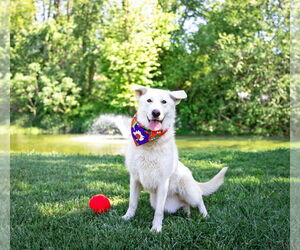 Labrenees Dogs for adoption in Unionville, PA, USA