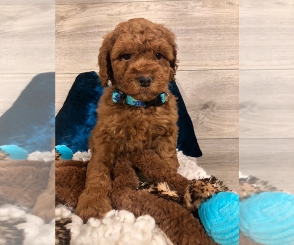 Medium Photo #2 Goldendoodle Puppy For Sale in CRESTON, OH, USA