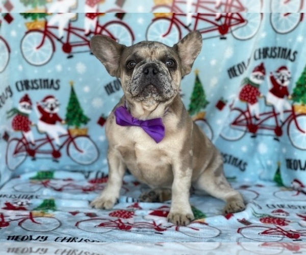 Medium Photo #2 French Bulldog Puppy For Sale in LANCASTER, PA, USA