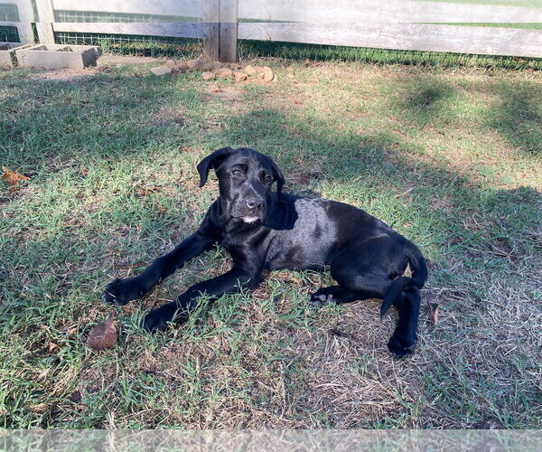 Medium Photo #3 Labrador Retriever-Unknown Mix Puppy For Sale in Alexander, AR, USA