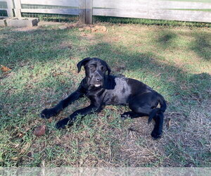 Lance - Male Labrador Retriever-Unknown Mix Dog for Adoption - Photo #3