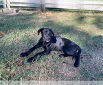 Small Photo #3 Labrador Retriever-Unknown Mix Puppy For Sale in Alexander, AR, USA