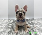 Puppy Puppy 1 French Bulldog
