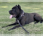 Small Cane Corso